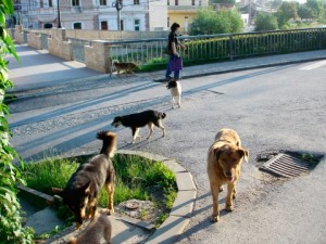 caini vagabonzi Aiud-gulag