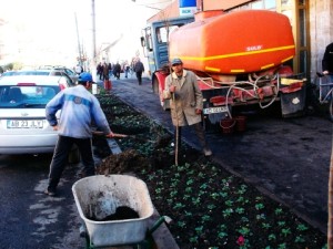 plantare pomi
