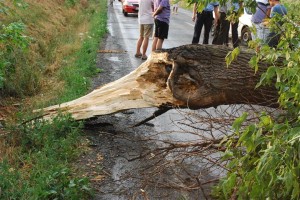 copac cazut pe sosea