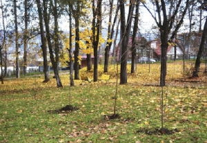 parc municipal aiud
