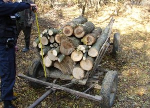 caruta-cu-lemne-jandarmi